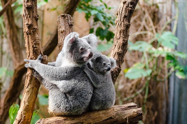 mom and baby koala in tree
