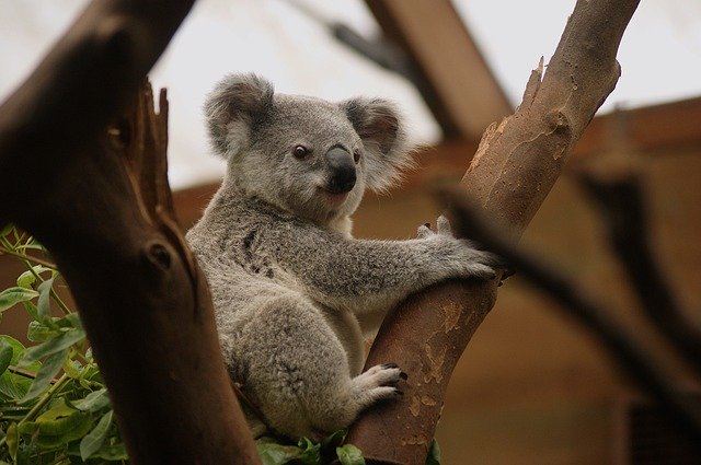 koala baby in tree