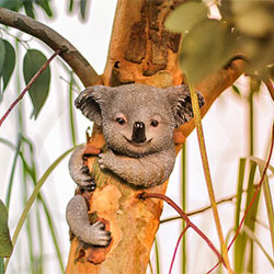 koala on tree trunk