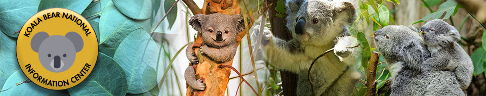 Banner with Koala Images