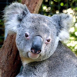 koala close up