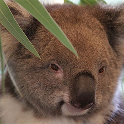 koala f