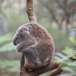 koala h