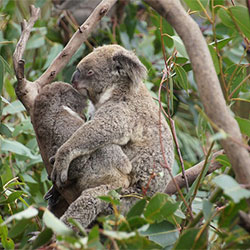 koala i